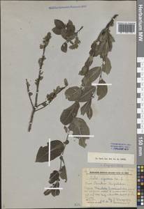 Salix myrsinifolia Salisb., Eastern Europe, Central forest-and-steppe region (E6) (Russia)