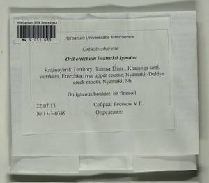 Lewinskya iwatsukii (Ignatov) F. Lara, Garilleti & Goffinet, Bryophytes, Bryophytes - Krasnoyarsk Krai, Tyva & Khakassia (B17) (Russia)
