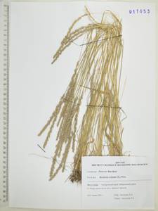 Koeleria pyramidata (Lam.) P.Beauv., Siberia, Russian Far East (S6) (Russia)