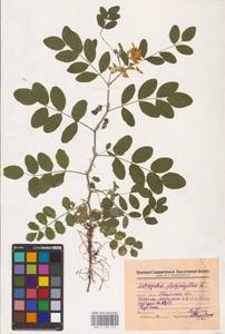 Astragalus glycyphyllos L., Eastern Europe, Middle Volga region (E8) (Russia)