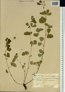 Medicago platycarpos (L.) Trautv., Siberia, Yakutia (S5) (Russia)