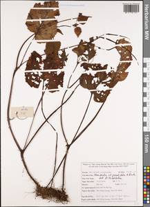 Henckelia grandifolia A. Dietr., South Asia, South Asia (Asia outside ex-Soviet states and Mongolia) (ASIA) (Vietnam)
