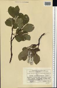 Salix arctica subsp. arctica, Siberia, Chukotka & Kamchatka (S7) (Russia)