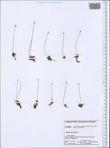 Pinguicula villosa L., Siberia, Central Siberia (S3) (Russia)