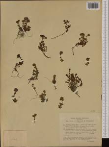 Saxifraga biflora All., Western Europe (EUR) (Italy)