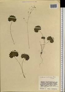 Micranthes nelsoniana subsp. aestivalis (Fisch. & C. A. Mey.) Elven & D. F. Murray, Siberia, Russian Far East (S6) (Russia)