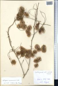 Calligonum arborescens Litv., Middle Asia, Karakum (M6) (Turkmenistan)