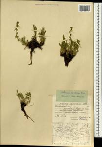 Artemisia pubescens var. monostachya (Bunge ex Maxim.) Y. R. Ling, Mongolia (MONG) (Mongolia)