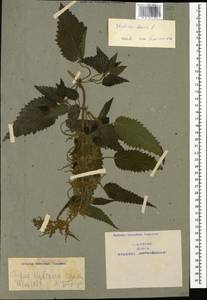 Urtica dioica L., Caucasus, Armenia (K5) (Armenia)