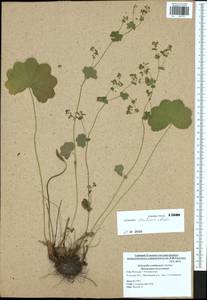 Alchemilla semilunaris Alechin, Eastern Europe, Central region (E4) (Russia)