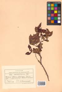 Rosa maximowicziana Regel, Siberia, Russian Far East (S6) (Russia)