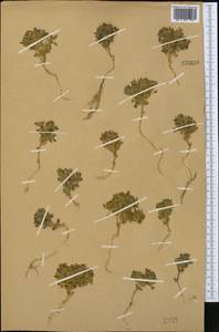 Stellaria turkestanica Schischk., Middle Asia, Western Tian Shan & Karatau (M3) (Not classified)
