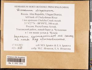 Dicranum dispersum Engelmark, Bryophytes, Bryophytes - Western Siberia (including Altai) (B15) (Russia)