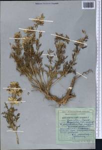 Lagochilus platyacanthus Rupr., Middle Asia, Western Tian Shan & Karatau (M3) (Kyrgyzstan)