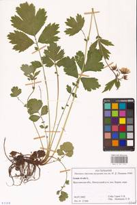 Geum rivale L., Eastern Europe, Central forest region (E5) (Russia)
