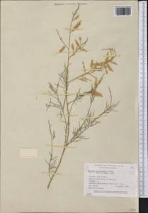 Tamarix canariensis Willd., America (AMER) (United States)