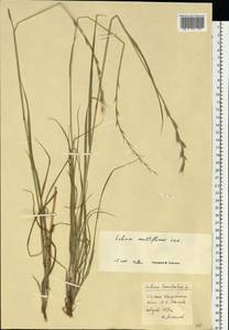 Lolium multiflorum Lam., Eastern Europe, Moscow region (E4a) (Russia)