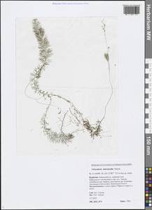 Utricularia intermedia Hayne, Siberia, Baikal & Transbaikal region (S4) (Russia)