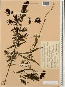 Melampyrum arvense L., Caucasus, Dagestan (K2) (Russia)