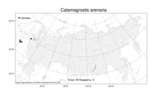Calamagrostis arenaria (L.) Roth, Atlas of the Russian Flora (FLORUS) (Russia)