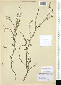 Polygonum mesembricum Chrtek, Caucasus, Black Sea Shore (from Novorossiysk to Adler) (K3) (Russia)