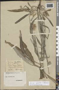 Jurinea cyanoides (L.) Rchb., Eastern Europe, South Ukrainian region (E12) (Ukraine)