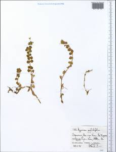 Hypericum peplidifolium A. Rich., Africa (AFR) (Ethiopia)