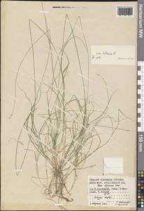 Carex disperma Dewey, Eastern Europe, Northern region (E1) (Russia)