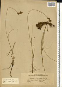 Carex arenaria L., Eastern Europe, Latvia (E2b) (Latvia)