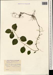 Lonicera caprifolium L., Caucasus, Krasnodar Krai & Adygea (K1a) (Russia)