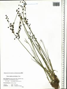 Juncus alpinoarticulatus Chaix, Siberia, Baikal & Transbaikal region (S4) (Russia)