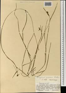 Sparganium natans L., Mongolia (MONG) (Mongolia)