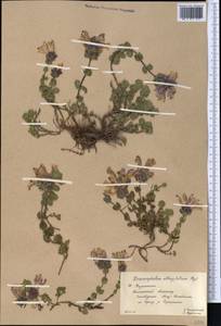 Dracocephalum oblongifolium Regel, Middle Asia, Western Tian Shan & Karatau (M3) (Kazakhstan)