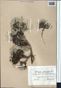 Astragalus ammodytes Pall., Middle Asia, Caspian Ustyurt & Northern Aralia (M8) (Kazakhstan)
