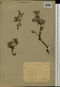 Salix sphenophylla A. K. Skvortsov, Siberia, Yakutia (S5) (Russia)