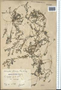 Astragalus filicaulis Kar. & Kir., Middle Asia, Syr-Darian deserts & Kyzylkum (M7) (Uzbekistan)