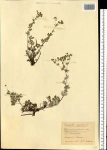 Potentilla argentea L., Eastern Europe, South Ukrainian region (E12) (Ukraine)