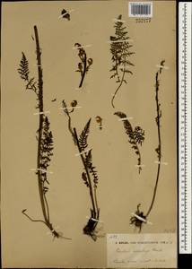 Pedicularis dolichorhiza Schrenk, South Asia, South Asia (Asia outside ex-Soviet states and Mongolia) (ASIA) (China)