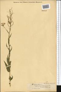 Hesperis sibirica L., Middle Asia, Dzungarian Alatau & Tarbagatai (M5) (Kazakhstan)