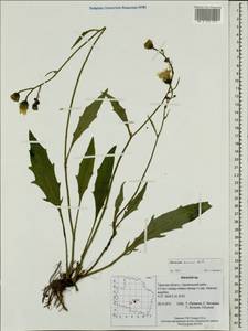 Hieracium incurrens T. Sael. ex Norrl., Eastern Europe, North-Western region (E2) (Russia)