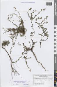 Polygonum arenastrum Boreau, Eastern Europe, Middle Volga region (E8) (Russia)