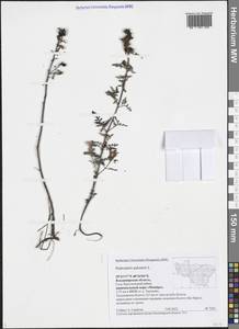 Pedicularis palustris L., Eastern Europe, Central region (E4) (Russia)