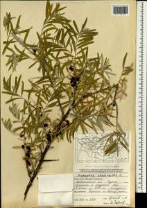 Hippophae rhamnoides L., Mongolia (MONG) (Mongolia)