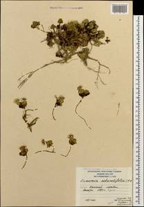 Noccaea germanii Al-Shehbaz, Caucasus, South Ossetia (K4b) (South Ossetia)