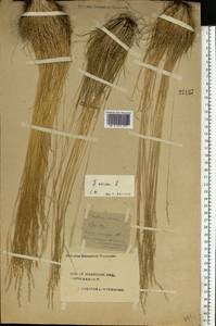 Festuca ovina L., Eastern Europe, Central forest region (E5) (Russia)