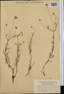 Lomelosia argentea (L.) Greuter & Burdet, Western Europe (EUR) (Italy)