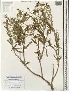 Solanum elaeagnifolium Cav., Caucasus, Azerbaijan (K6) (Azerbaijan)