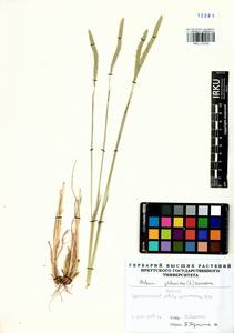 Phleum phleoides (L.) H.Karst., Siberia, Baikal & Transbaikal region (S4) (Russia)