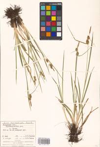 Carex lepidocarpa Tausch, Eastern Europe, West Ukrainian region (E13) (Ukraine)