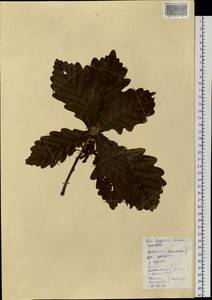 Quercus dentata Thunb., Siberia, Russian Far East (S6) (Russia)